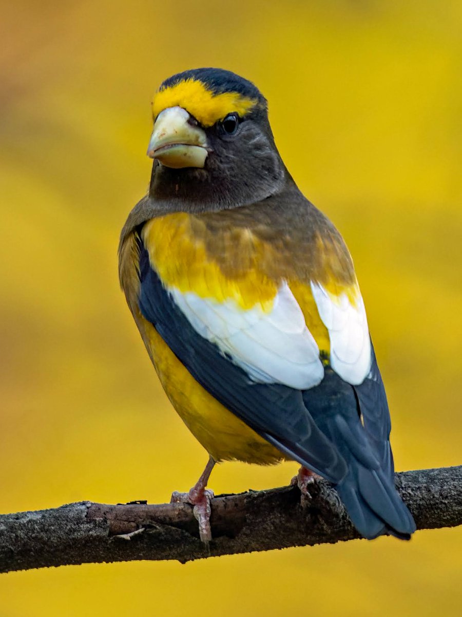 Manhattan Bird Alert tweet media