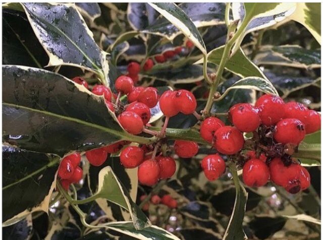 Sarahflowers50's tweet image. Good evening. Popped to
the local garden centre, it felt very festive. So back home and made my first lot of mince pies. 
Happy Sunday
#GardeningX #FestiveVibes