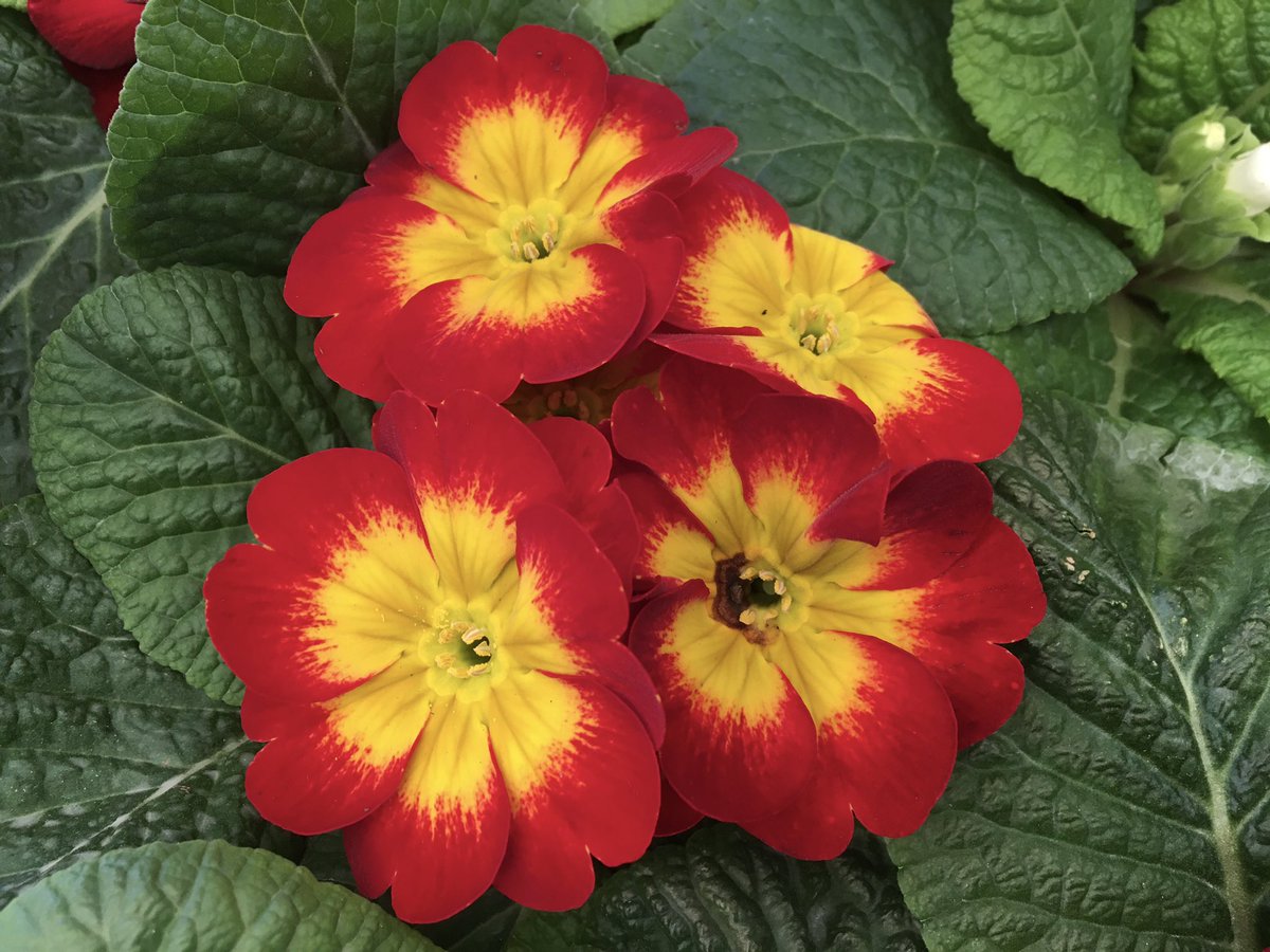 Sarahflowers50's tweet image. Good evening. Popped to
the local garden centre, it felt very festive. So back home and made my first lot of mince pies. 
Happy Sunday
#GardeningX #FestiveVibes