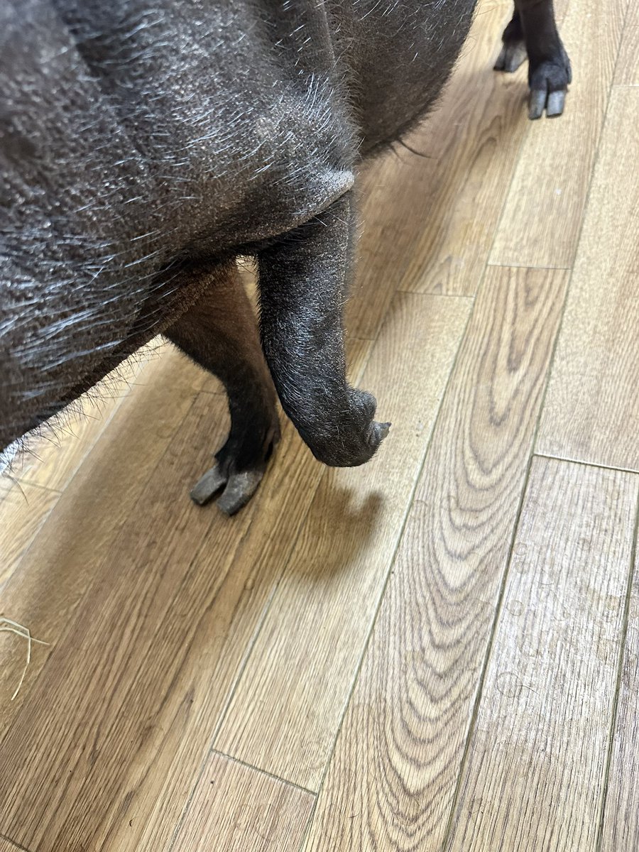 とんかつ tweet media