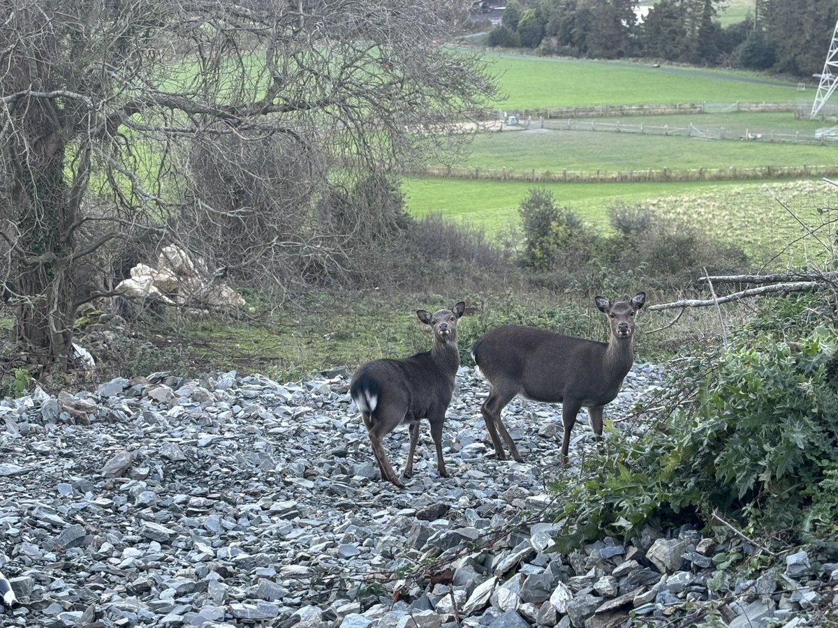 internalcabling's tweet image. Тут несколько легче посчитать