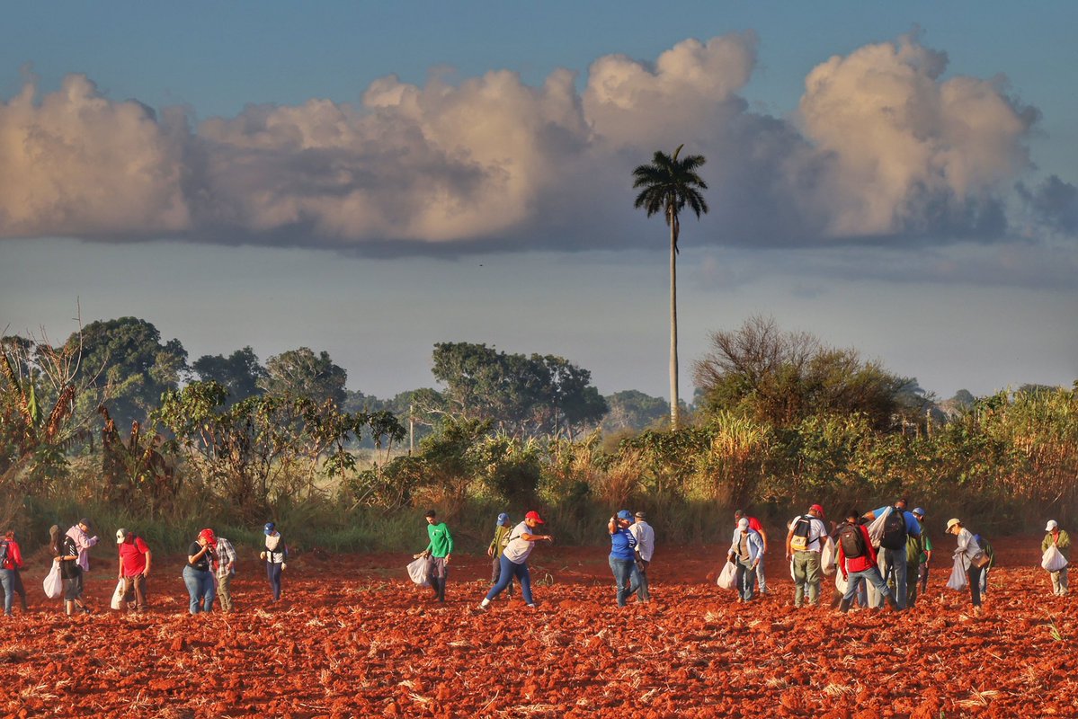 <a href="/Cuba_CTC/">Central de Trabajadores de Cuba</a> <a href="/Colina_CTCuba/">Miguel Colina</a> 🗣️| Desde entonces -dijo Colina-los cubanos nos hicimos mucho más guevarianos solidarios. Gracias a esas jornadas levantamos hospitales y escuelas, sembramos y cosechamos, nos fuimos a los Ilanos y a las montañas, a cualquier lugar donde nuestros brazos fueran más necesarios.