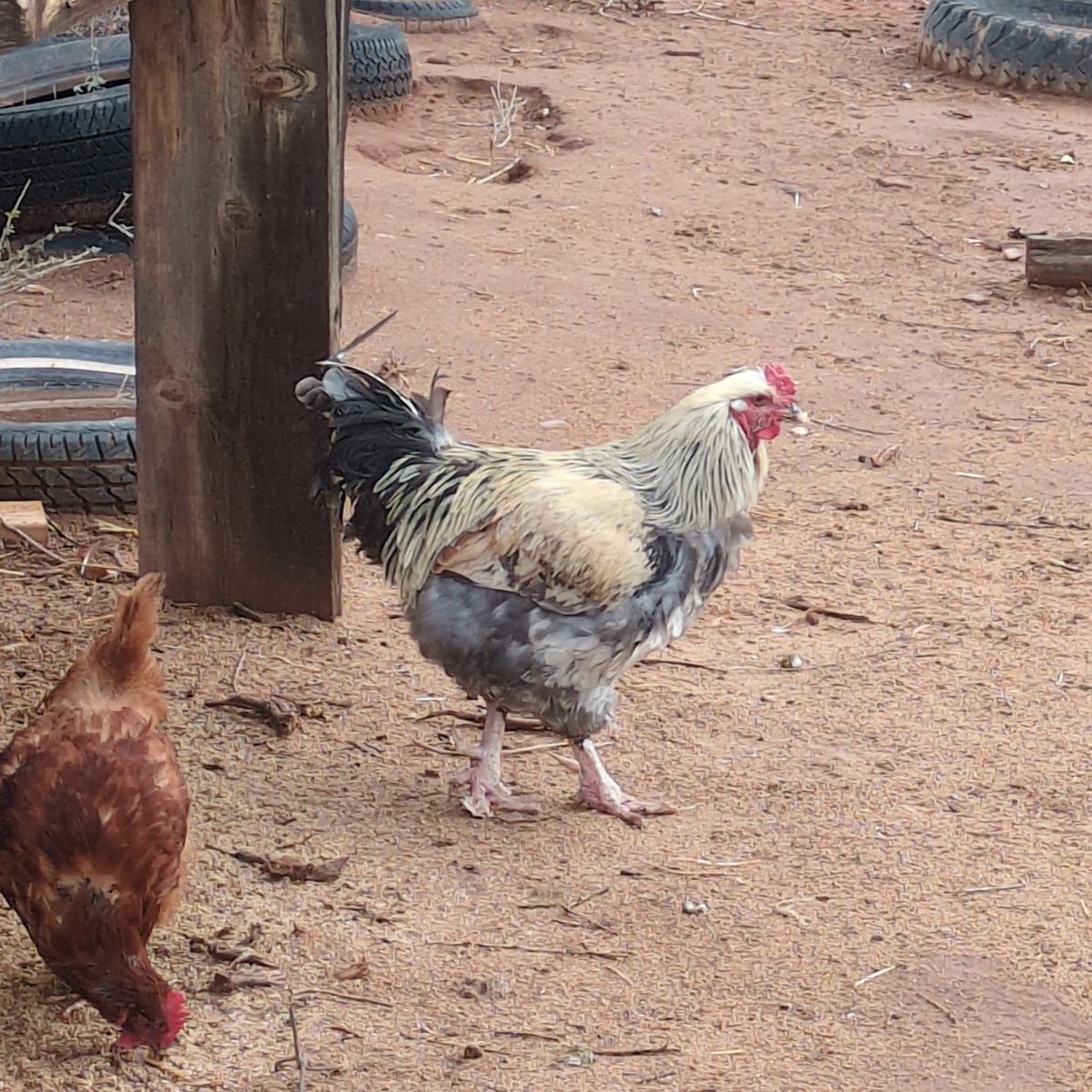 BitcoinNoder's tweet image. GM

Hope y&apos;all have a great day.