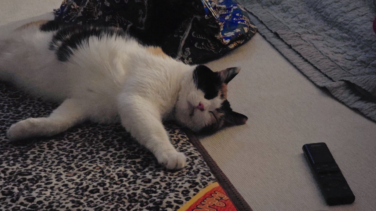 쿠루/cooru tweet media