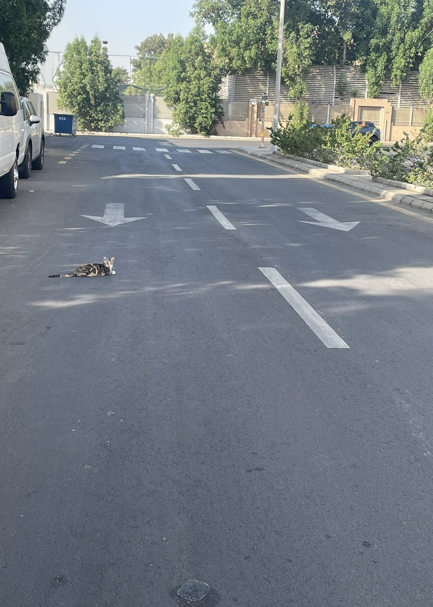 smaljohani's tweet image. وأنا راجع البيت شاهدت قطة رابضة تقريباً في منتصف الطريق. توقعت أنها مصدومة، أو معاقة. 
جنبت واخذتها بعيد عن الطريق. 
الحمدلله سليمة، لكنها غير مدركة لخطورة مكانها.
نقلتها لحديقة قريبة أعرفها مع مجموعة قطط، وحطيت لهم أكل كنت حامله معي.