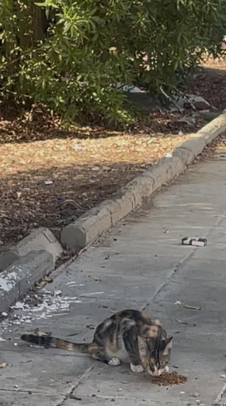 smaljohani's tweet image. وأنا راجع البيت شاهدت قطة رابضة تقريباً في منتصف الطريق. توقعت أنها مصدومة، أو معاقة. 
جنبت واخذتها بعيد عن الطريق. 
الحمدلله سليمة، لكنها غير مدركة لخطورة مكانها.
نقلتها لحديقة قريبة أعرفها مع مجموعة قطط، وحطيت لهم أكل كنت حامله معي.