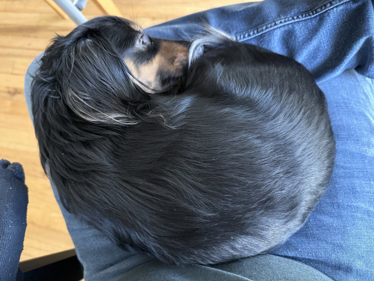 A nice lazy Sunday morning for Josie. ❤️🐾