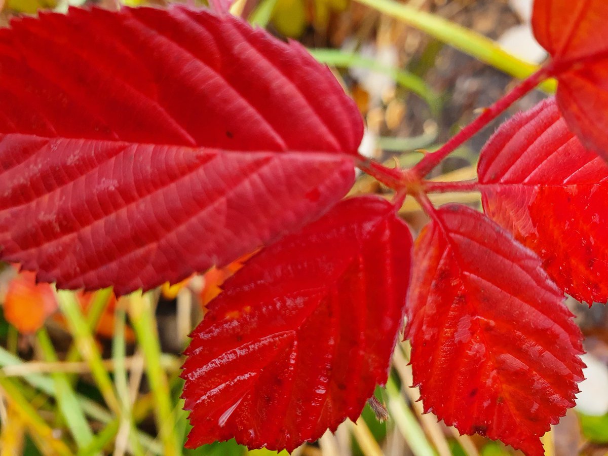 ToadAlteKroete's tweet image. Am Wegesrand findet man immer noch Farbtupfer an geschützten Stellen. Brombeere.