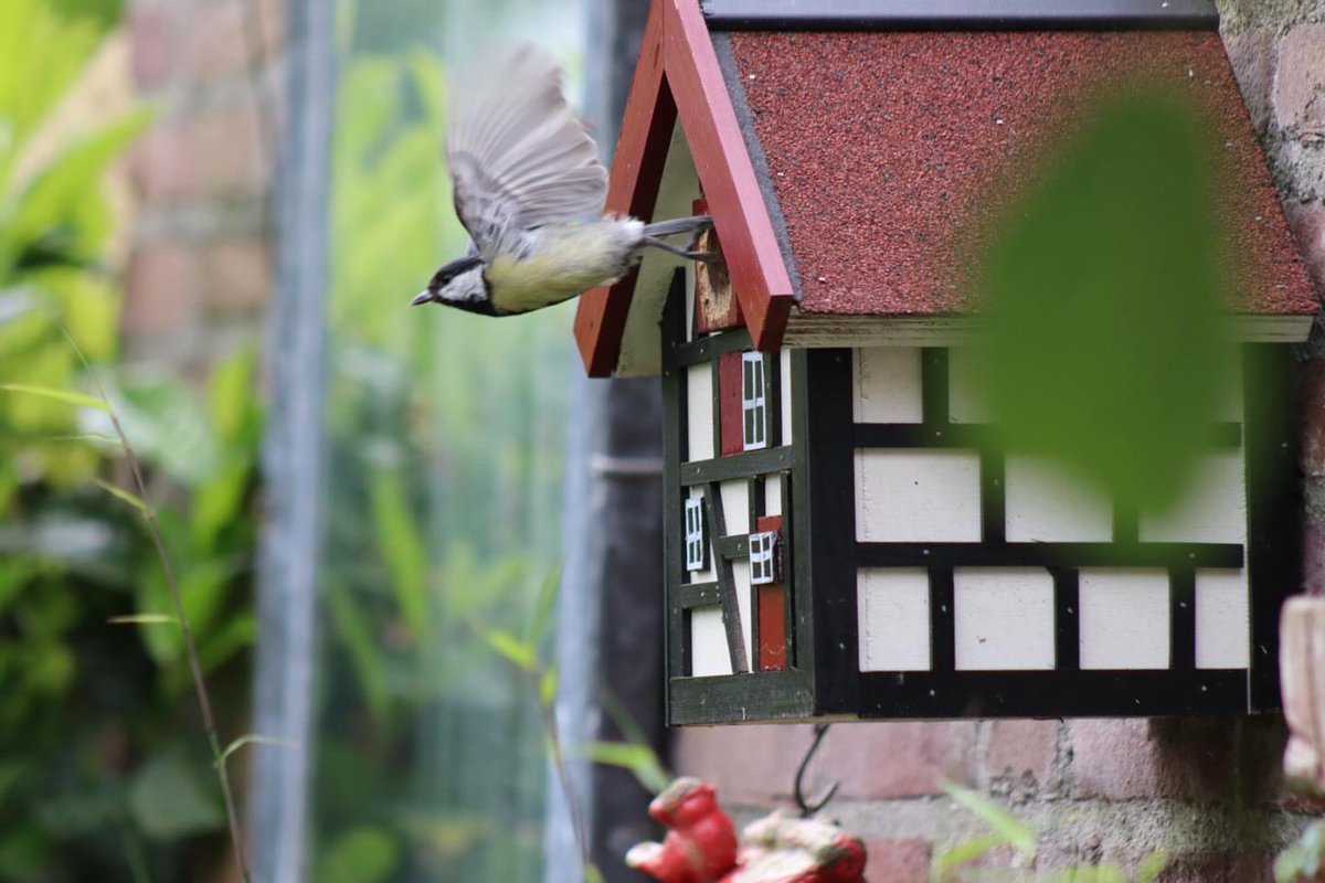 De handgemaakte vakwerk vogelhuisjes zijn weer beperkt beschikbaar, we maken er nog 50!🐦‍⬛🏠

Handgemaakt in de stallen van Klooster Wittem in de kleuren rood, groen en zwart en we leveren de huisjes uiterlijk tussen 7 en 14 december #MagnifiekZL

magnifiekzuidlimburg.nl