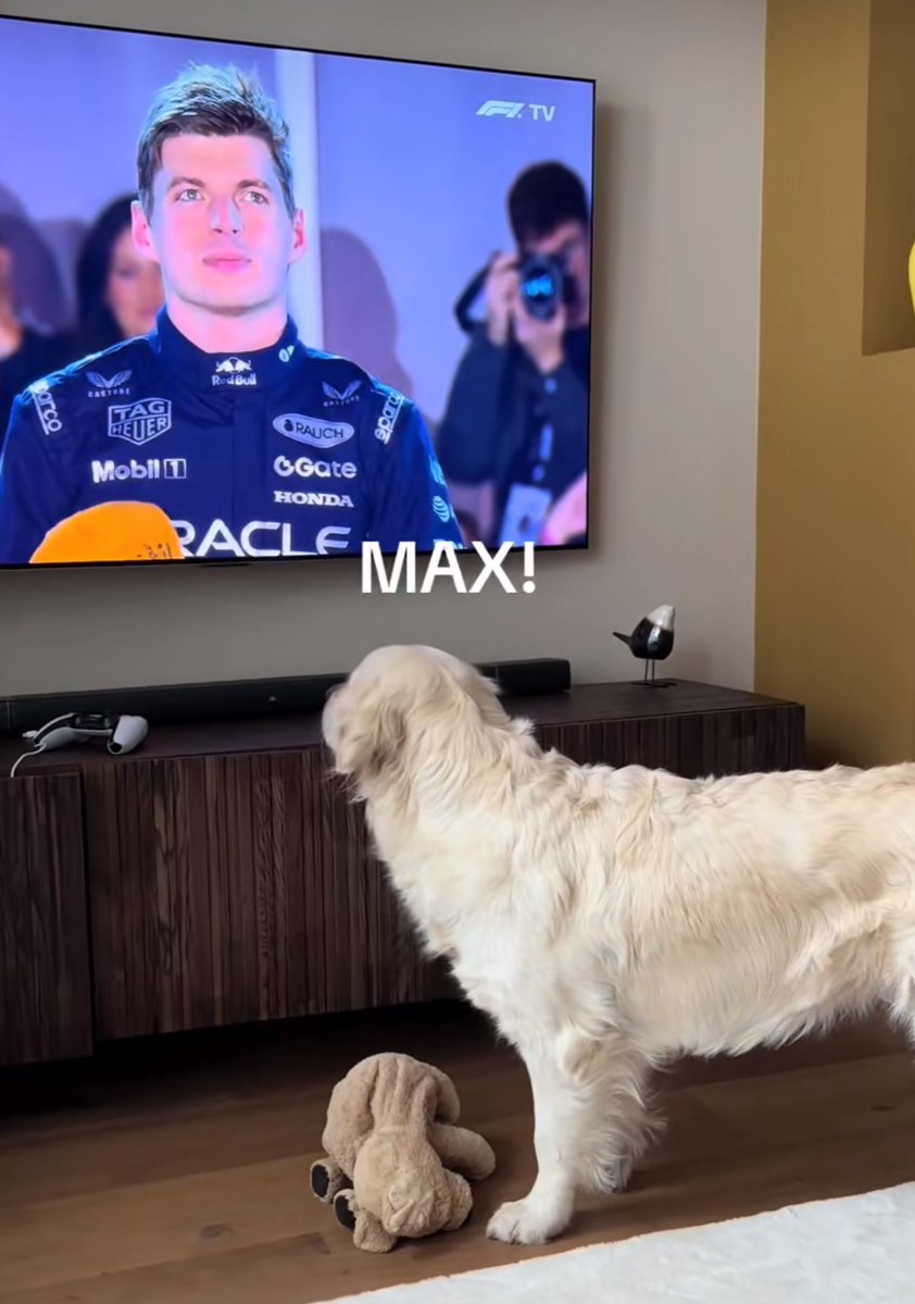 ffttddtt's tweet image. this is my favorite dog on the whole tiktok