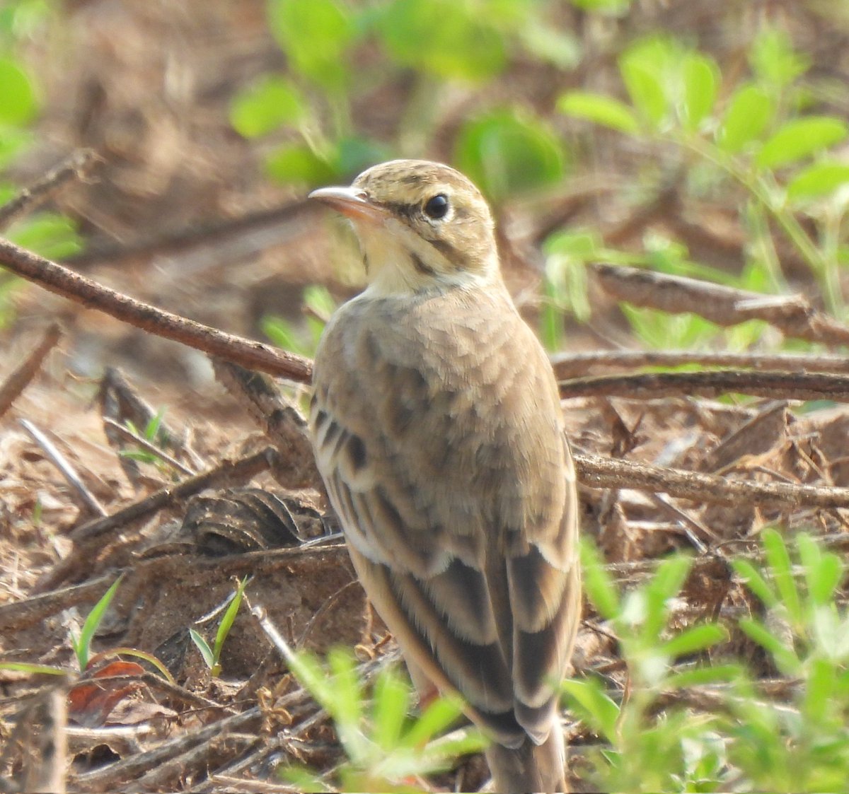 hardik000200's tweet image. “In the quiet of the fields, a pipit posed perfectly.”#ધાનચીડી #paddyfieldpipit #coolpix #birdsofgujarat #birdsofindia