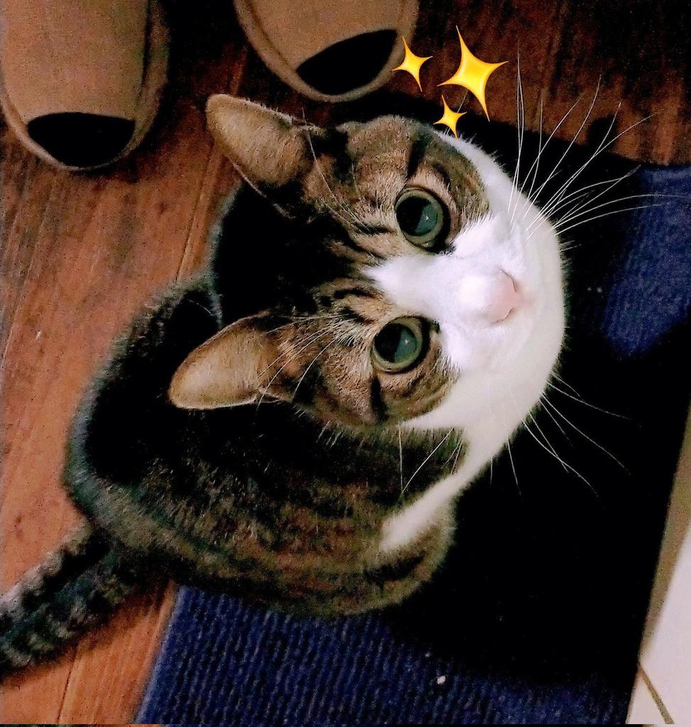 【ねこ】 Morimeiworksが放つ年末大作！「怨念招き猫」＆コラボレーション作「猫