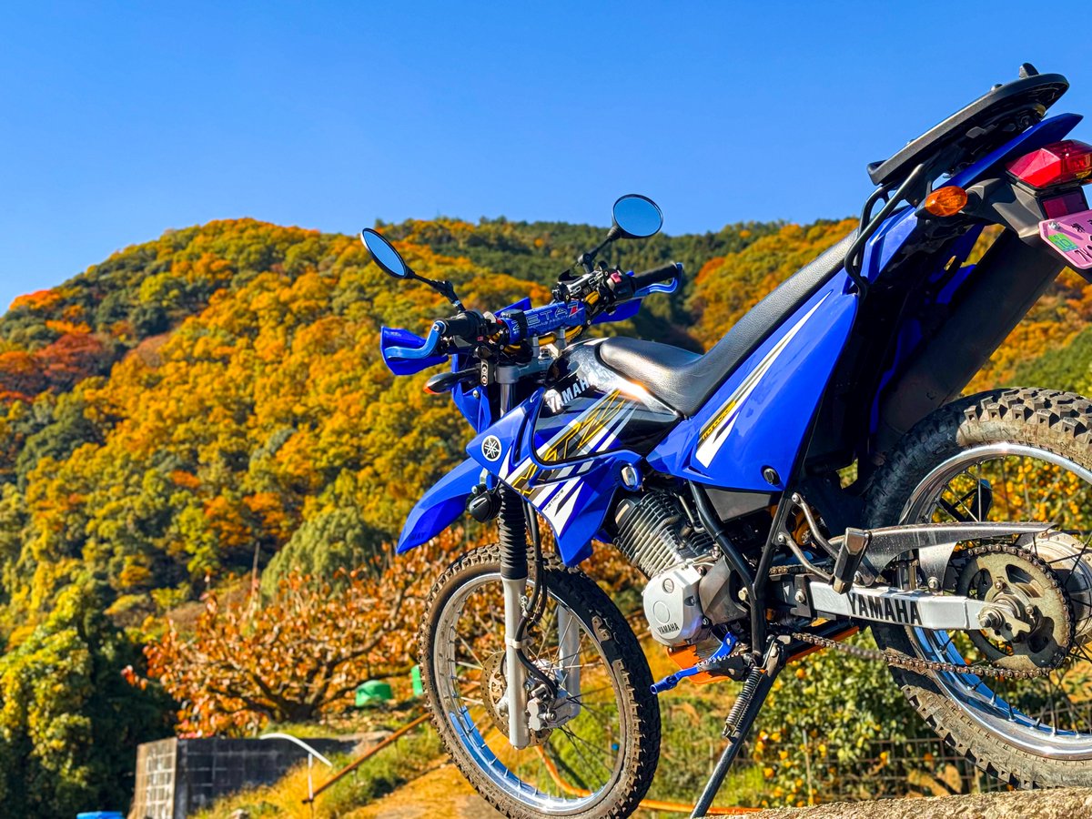 十円禿が出来たユウ tweet media