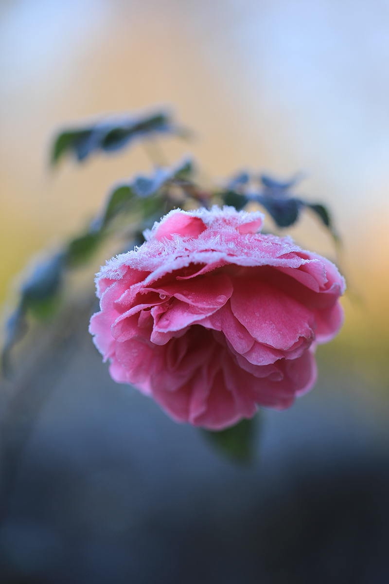 Sommerfarben mit Winterdeko