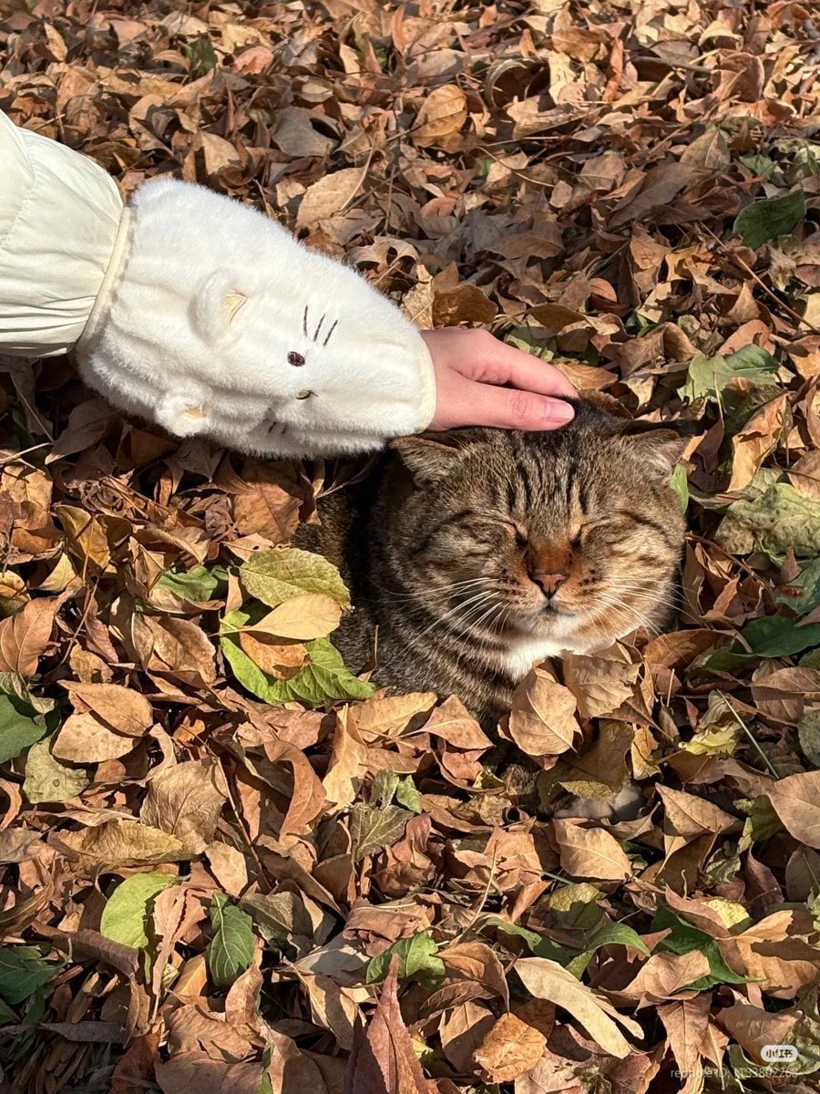 JoyfullCat's tweet image. Good boi