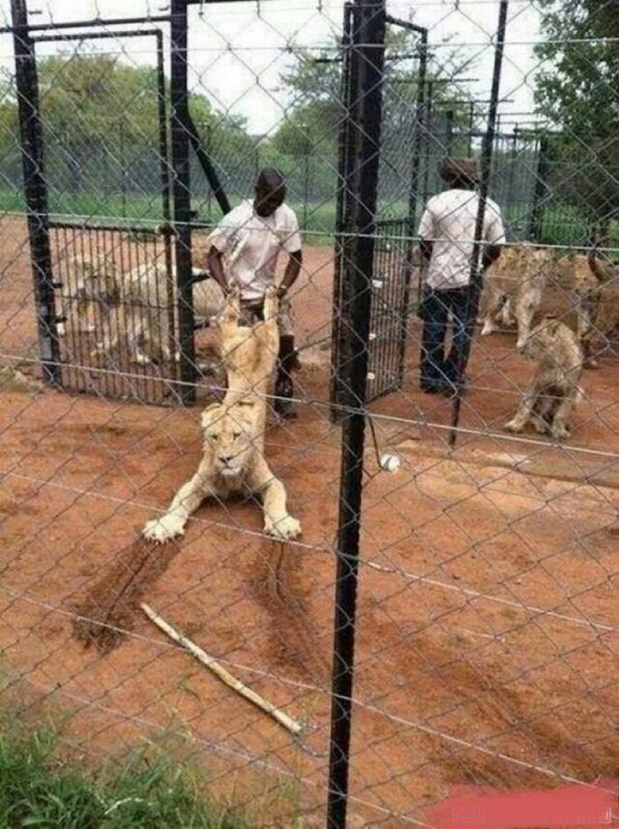 the lion missed the bull run again