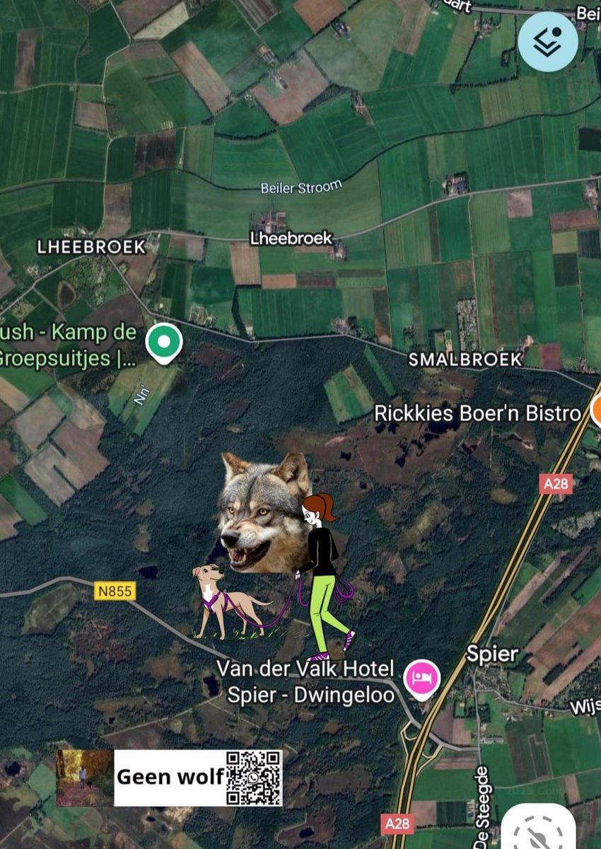 AnitaGeenWolf's tweet photo. 🐺 wolfalert #wolvenmeldpunt GeenWolf ❌🐺
#Confrontatie wolf/mens
22-11-25 // 14.30 uur
#Dwingeloo Drenthe
Gisteren had de wolf het voorzien op mijn aangelijnde hond, ik moest hem van mij af schoppen en heb de longen uit mijn lijf geschreeuwd‼️(meldster)
Vlakbij afslag #Spier
🐺 meldingen liefst zsm met GoogleMaps 📌 naar wa
31617018889
@GeenWolf
https://t.co/RLgKg8bOVF