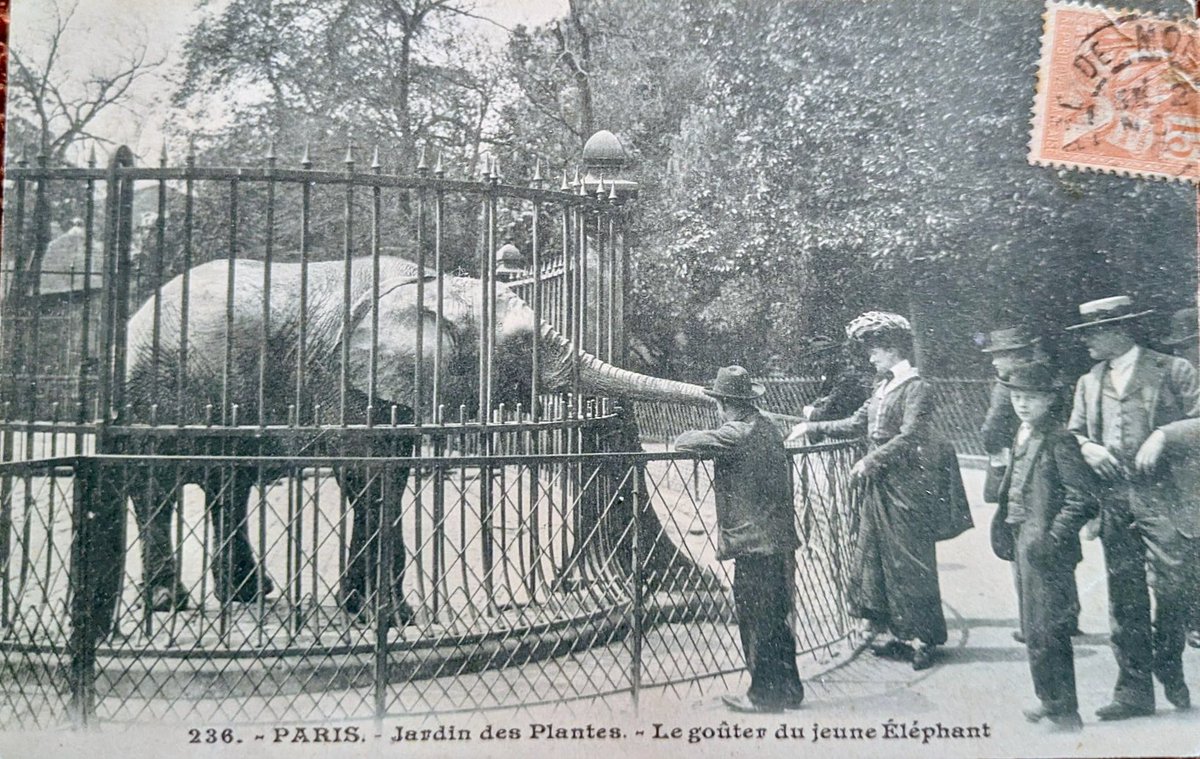 🏷️🏷️🏷️
🏷️🏷️🏷️
🏷️🏷️🏷️

Détour par ma collec CP Anciennes ☺️

Autre époque …où l’on allait aux Jardin des Plantes ..Paris 

donner à manger au petit éléphant 🐘 

Adressée en 1904 ..🤗🤗🤗