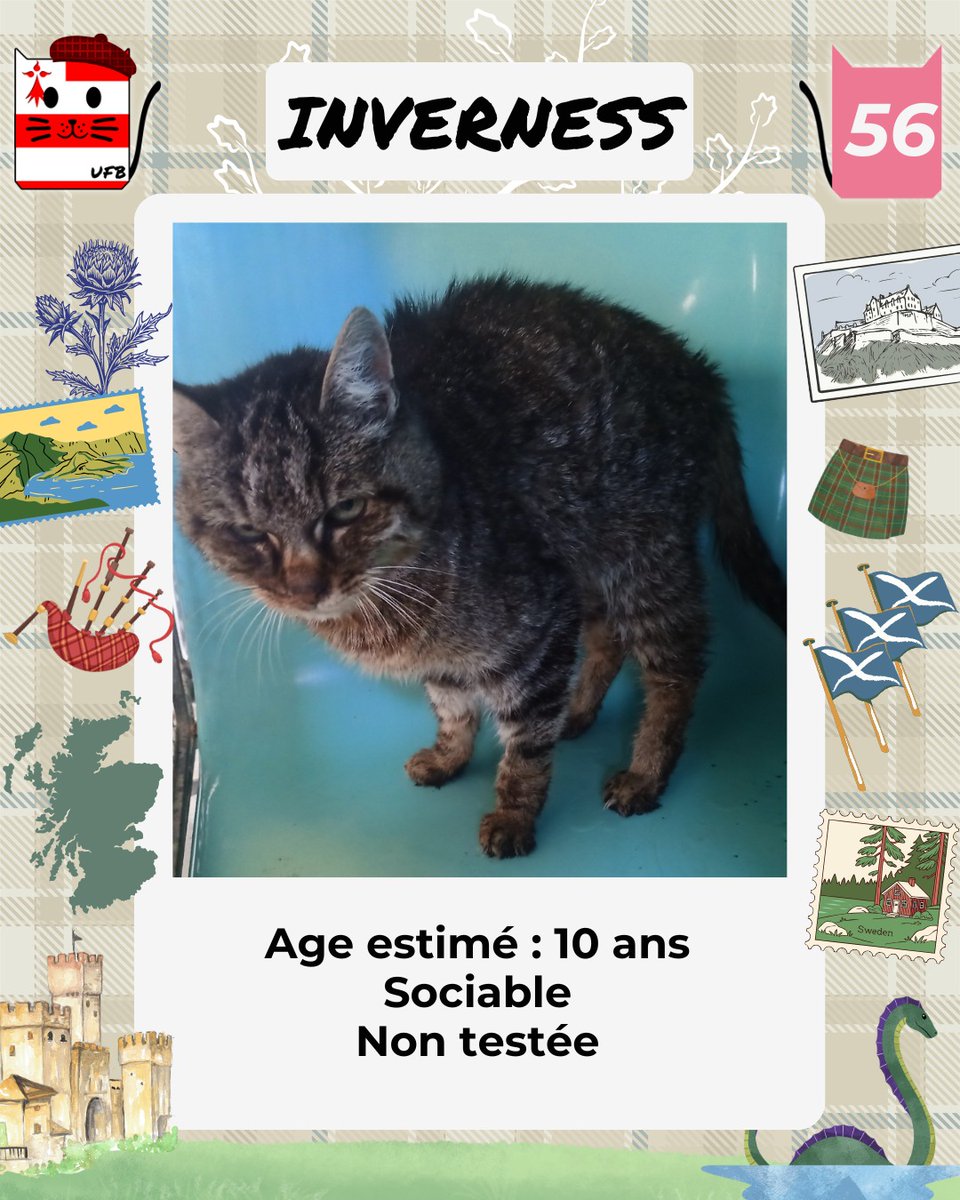 justineducern's tweet image. Ces 2 chats n&apos;ont que 10 ans 
mais vu leur état ils ont du avoir une vie d&apos;errance et de souffrance.
Ns recherchons pour eux une adoption ds des familles aimantes afin qu&apos;ils puissent trouver un peu d&apos;affection qu&apos;ils n&apos;ont pas eu dans leurs tristes vies.
facebook.com/urgencesfourri…