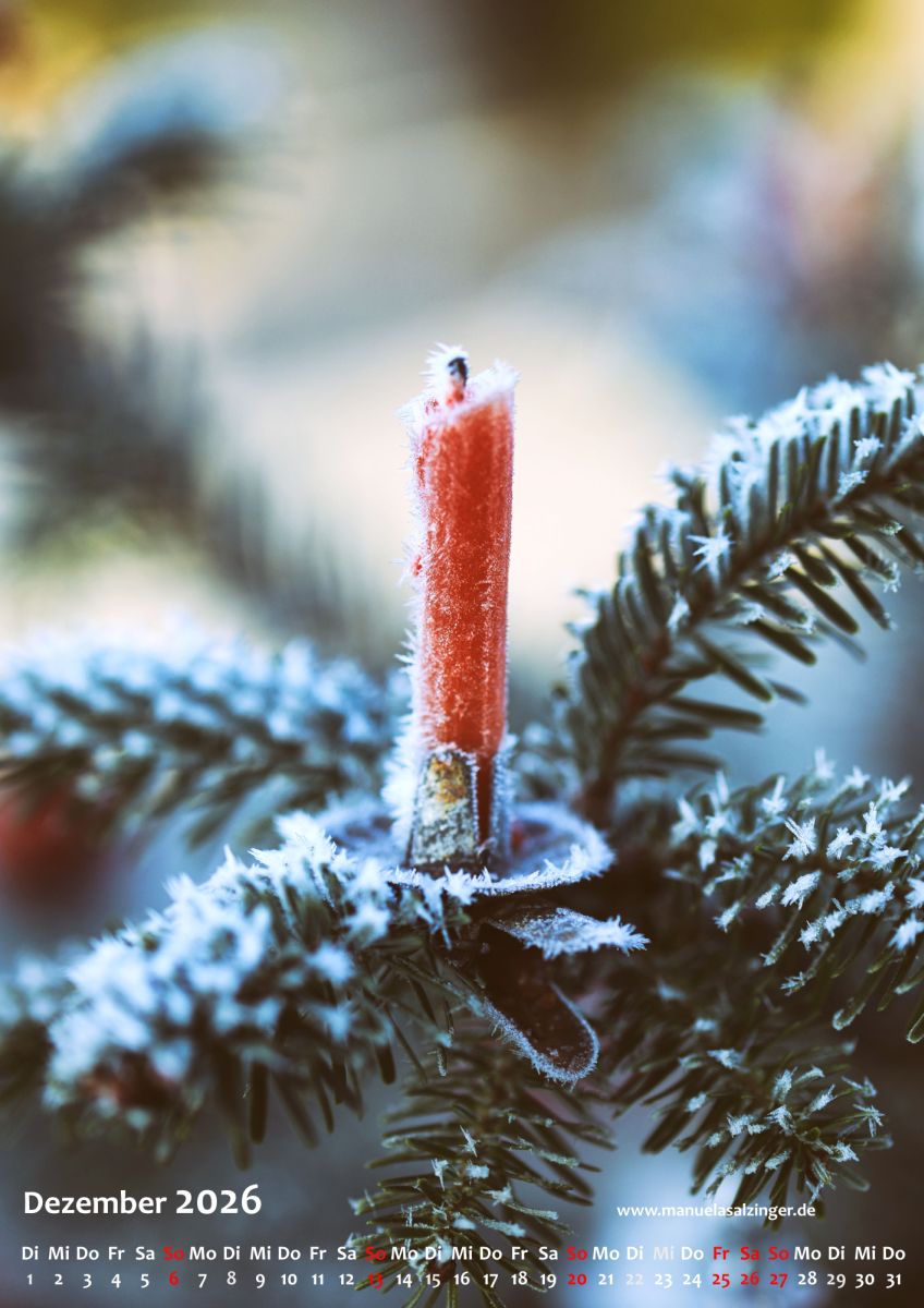 In meinem Hochformatkalender findet Ihr im Dezember einen ganz besonderen Weihnachtsbaum. Ich fand ihn bei einem Morgenspaziergang.

manuelasalzinger.de/shop