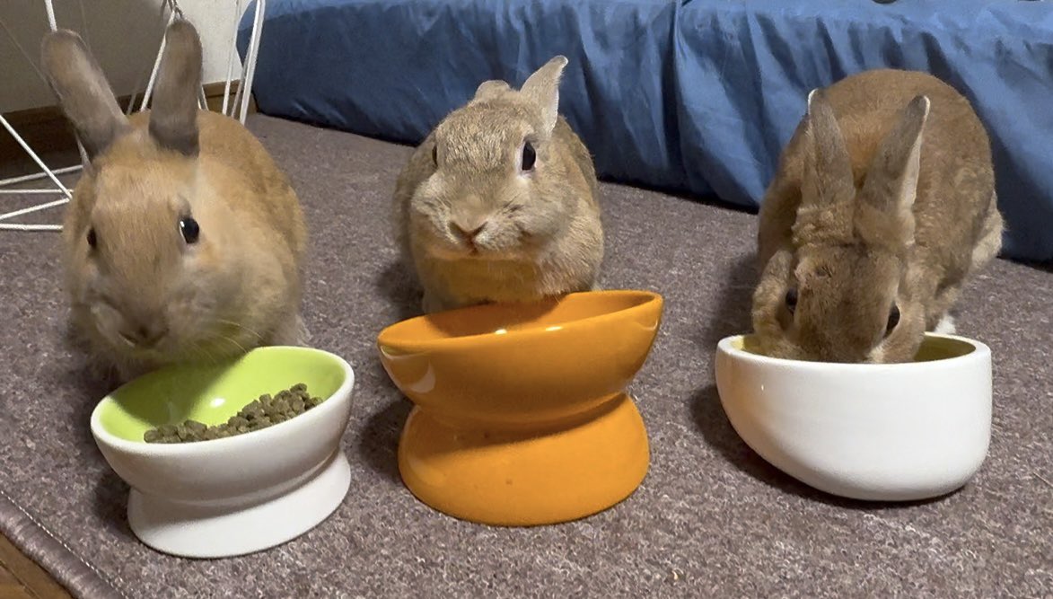 親子でご飯🐰🍽️🐰🍽️🐰🍽️