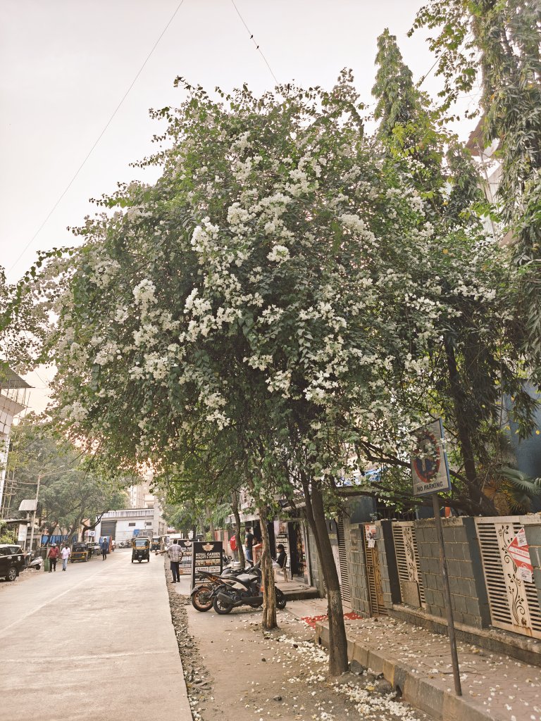 thisisjessej's tweet image. #MiraRoad