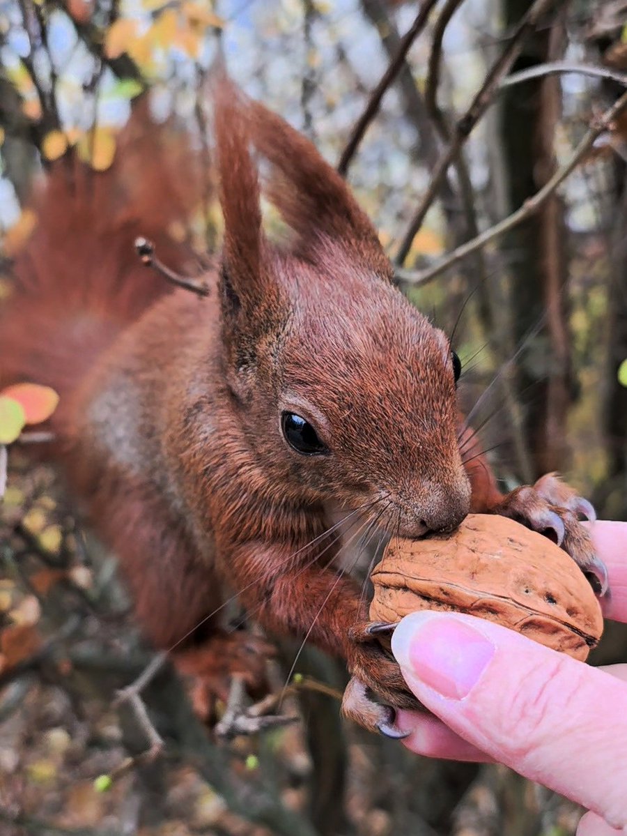 Sonntagsgrüße aus Nusshausen 🐿