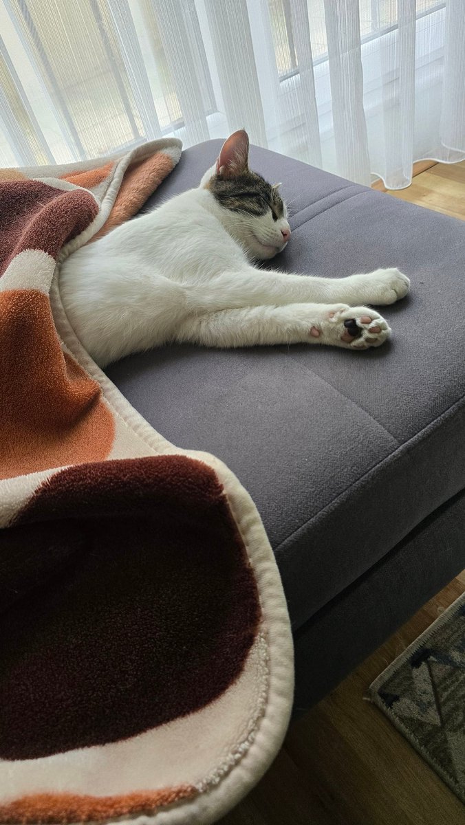 🐯🐈