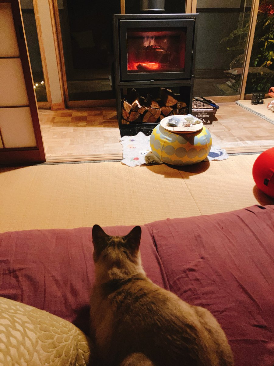 薪ストーブの温かさに気づき始めたしゃけちゃん#猫 #猫のいる暮らし