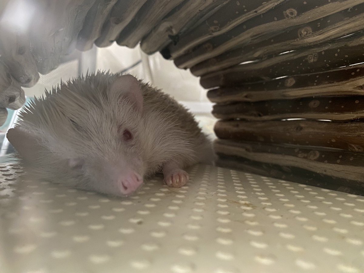 本日のメイン Bappy【<a href="/zakkabappy/">Bappy サッポロモノヴィレッジK197</a> 】様のブースで可愛いハリネズミさんたちお迎えしました🦔︎💕︎
特に真ん中の子がうちの子にそっくりだったのですおうち帰ってきて改めて見てウルっと来てしまいました😭
なかなか現地には行けないですがまた5円がございましたらお迎えしに行きます🌸