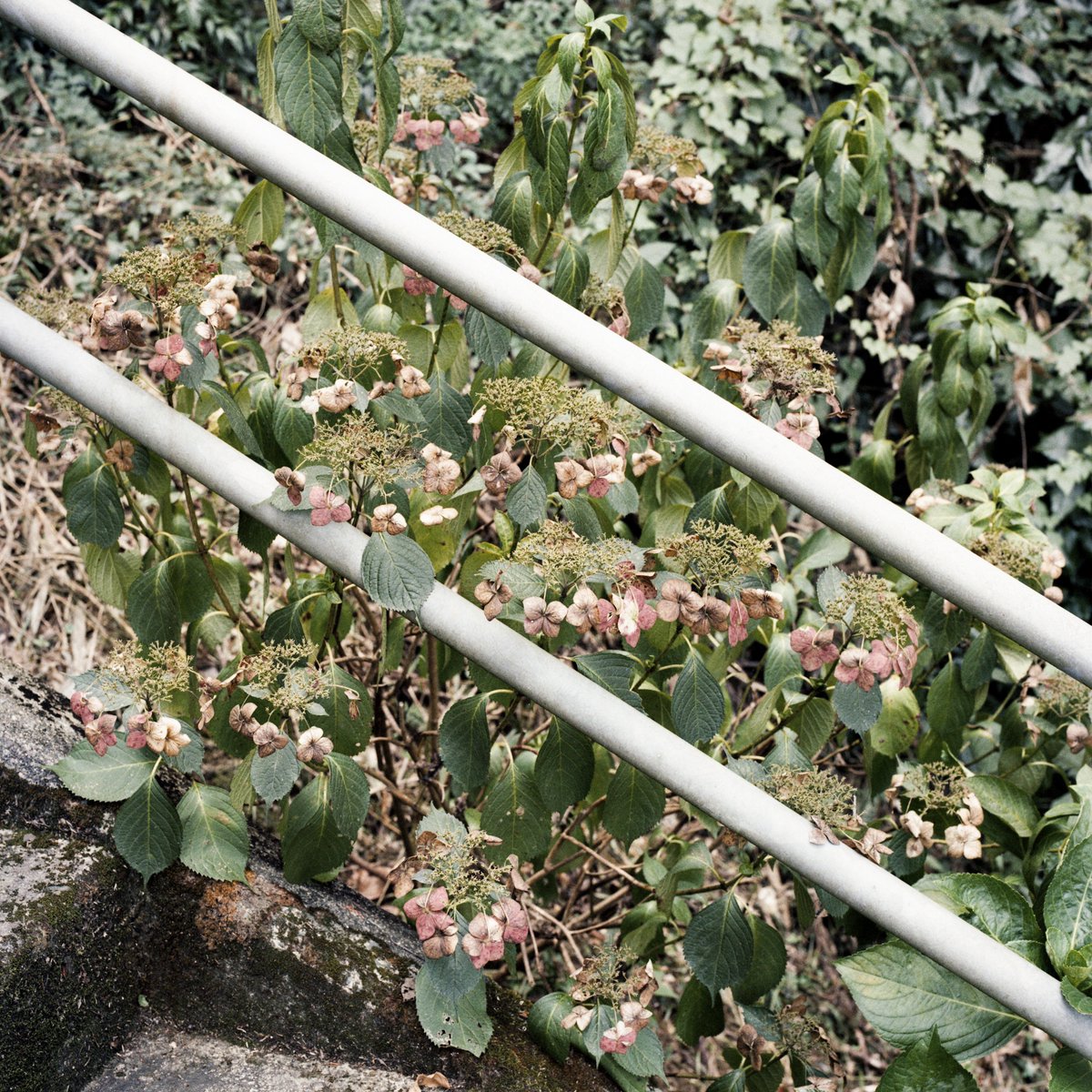 _aono_'s tweet photo. あじさい
#film https://t.co/j9blUHo7Lv