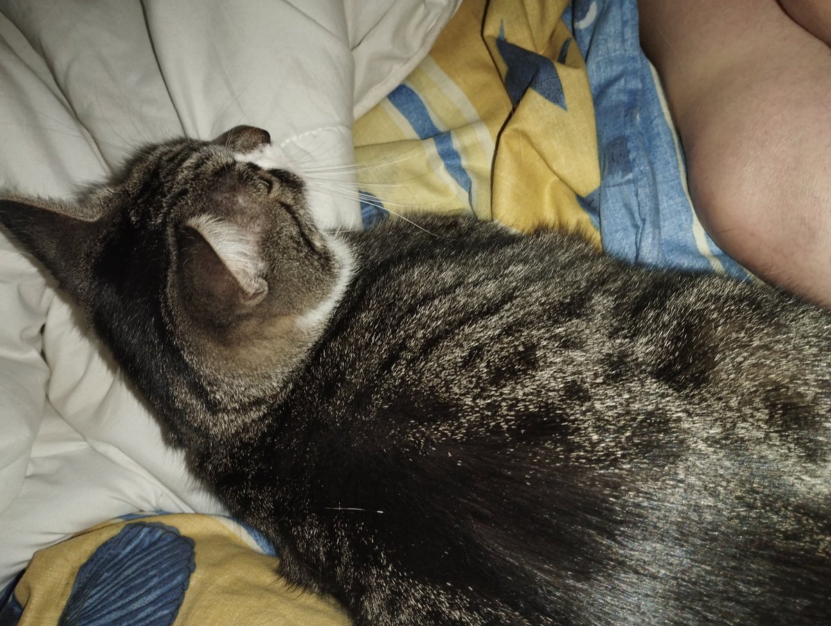 It 's getting colder outside and Jenna is  coming over to bed to snuggle up to me. 🥰😺 Love it! #CatsOfTwitter #tabbytroop #loveher #furryfriend Happy Sunday to you all!