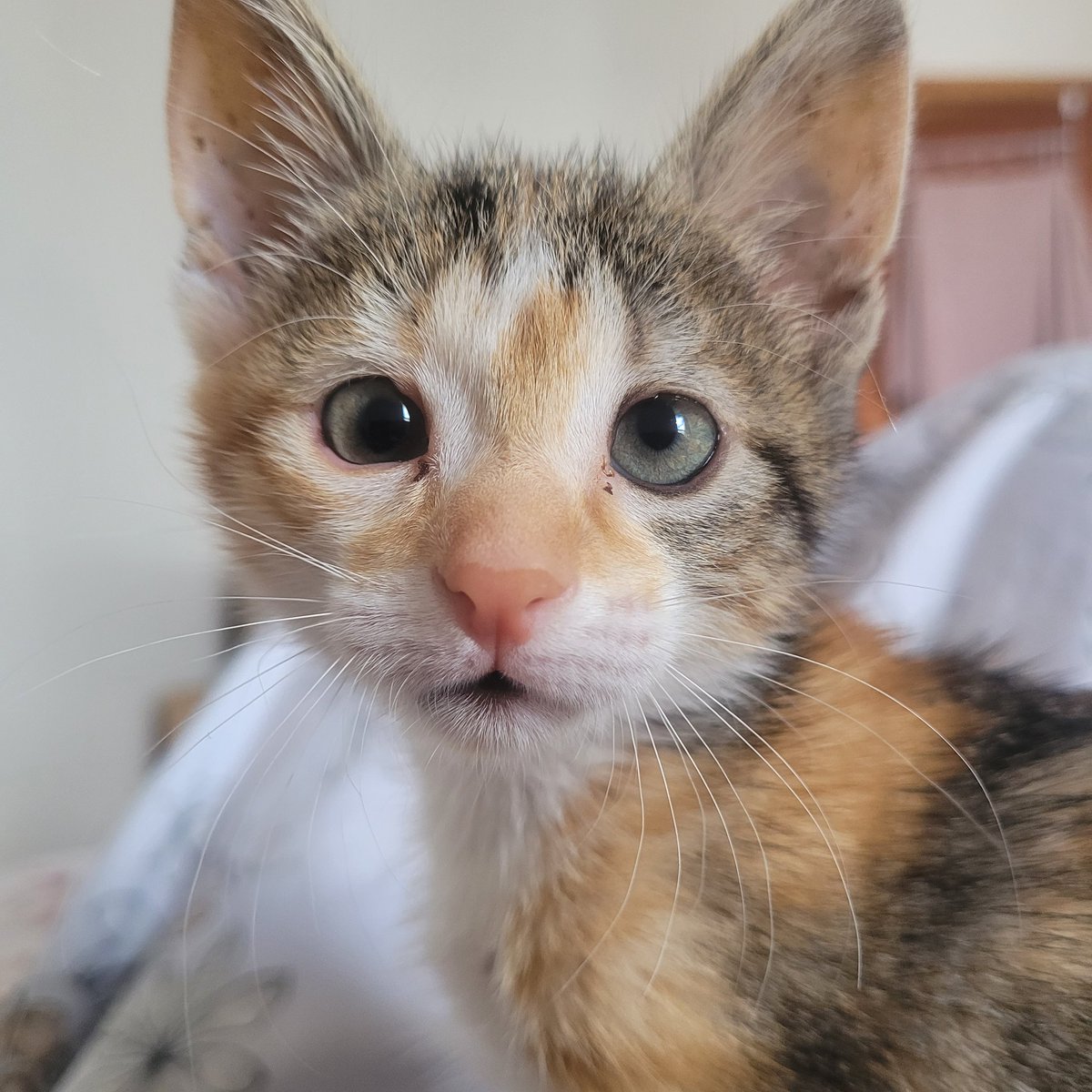 kopi.⠀   I wanna share my kitty cat