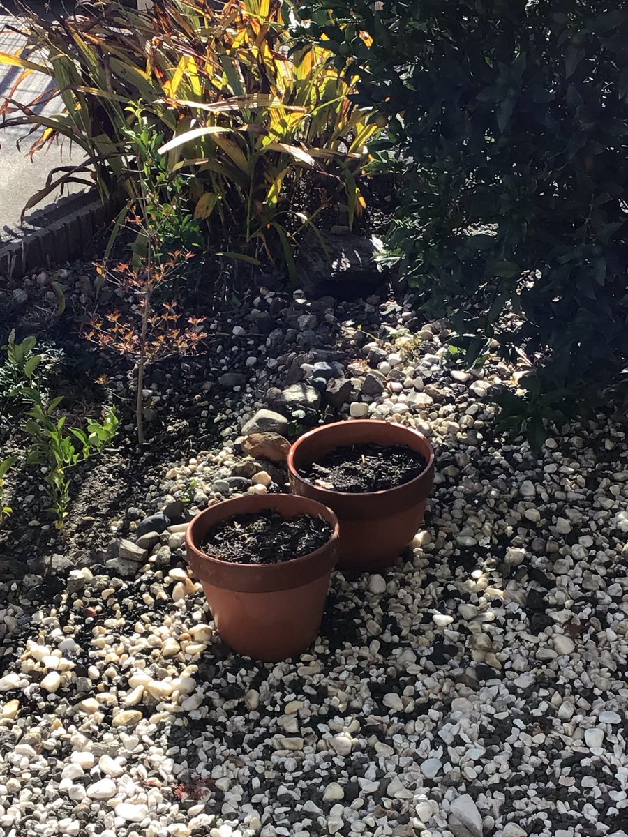 hamatet1's tweet photo. ウチで初めてチューリップの球根植えました。
生えるかなぁドキドキ https://t.co/OV896rpf7x