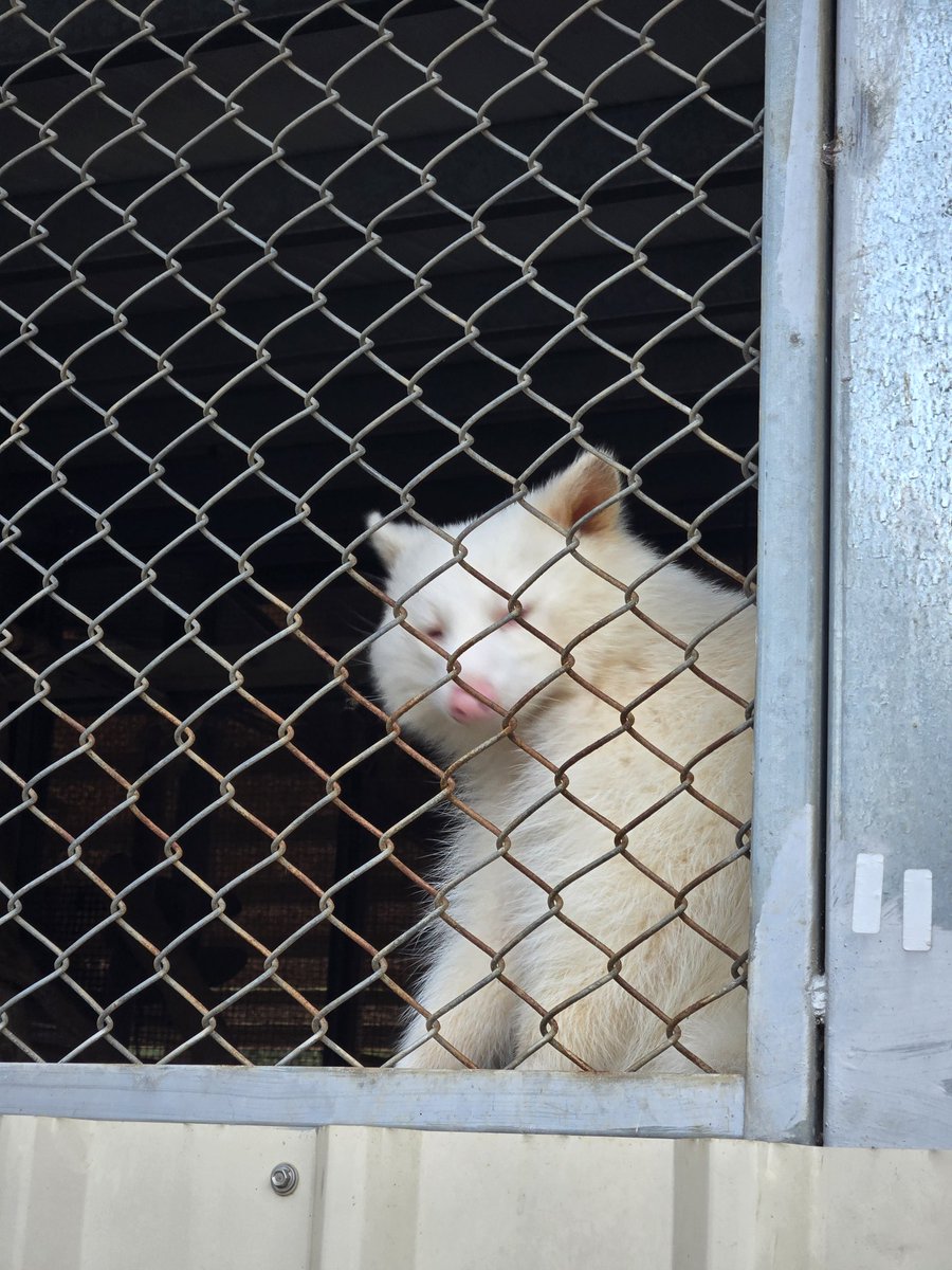 MOO_Xian_J's tweet image. 姜呂問我要不要重新初配信 
你們覺得ㄋ
因為我當初初配真的是拉坨大的

#Vtuber #台V #台灣Vtuber