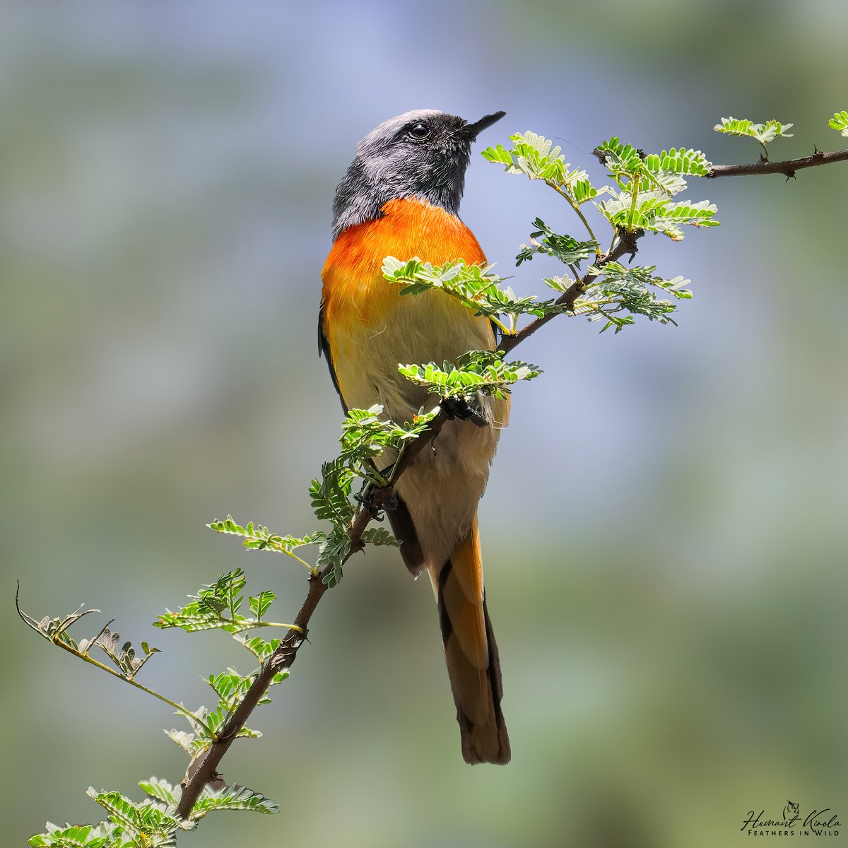 Feathers in Wild_Hemant Kirola tweet media