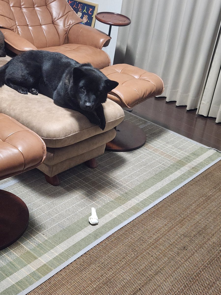 食べかけのがガムを奪われないように警戒している鎧君