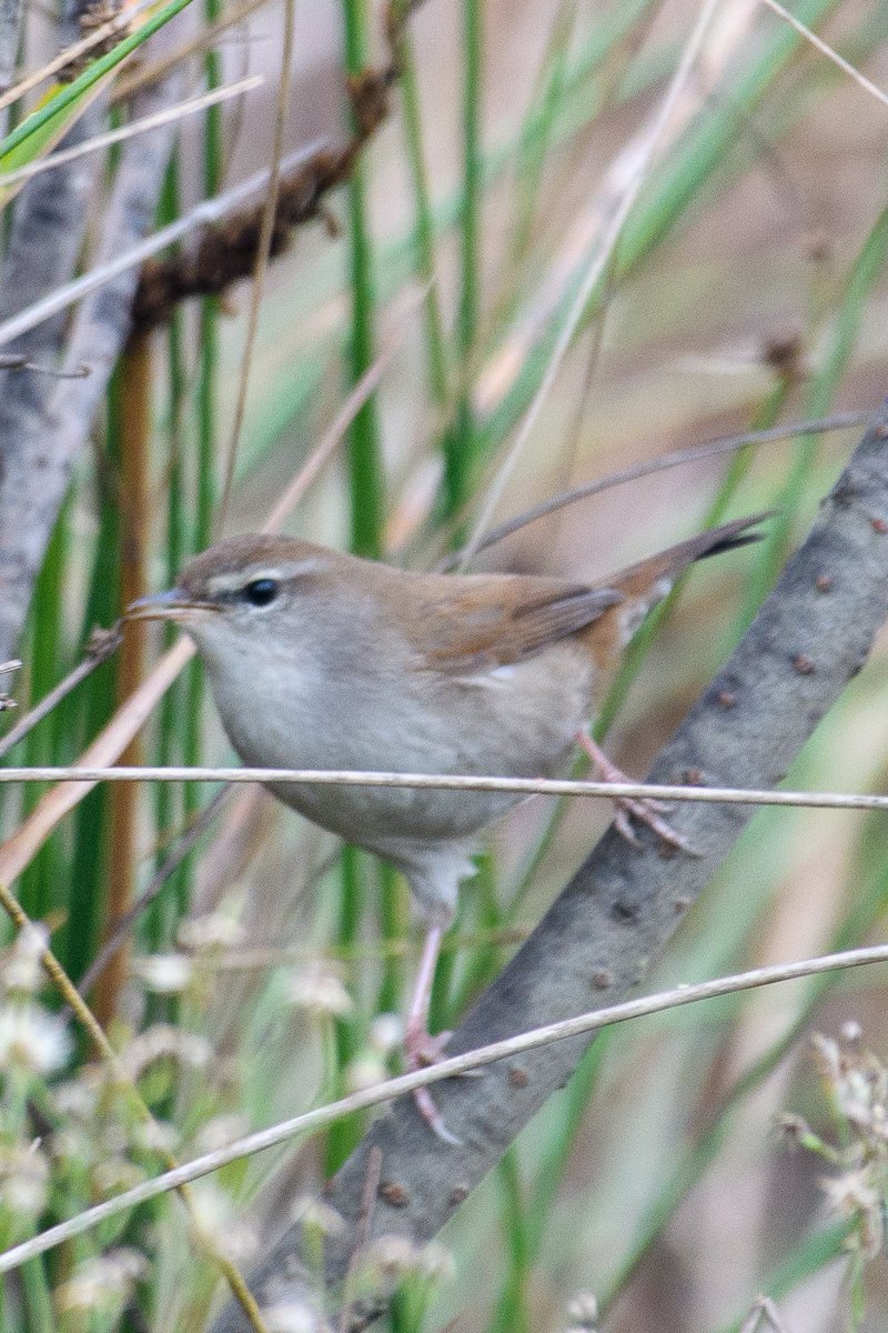 Sabah oltaya takılanlar,arada şaka,kızı gerdan,ağaç serçesi sığırcık vs saymıyorum 😂