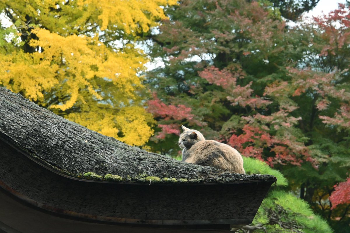 みーにゃ (@n0e8a2r4note) / Posts / X