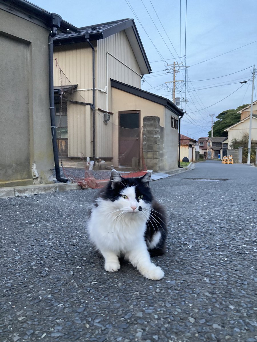 今夕の #仁斗田地区 #ポンプ置場 ホクちゃん、20号、サビ猫さん。 二