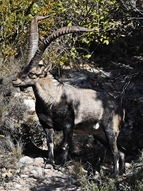 📢¡NUEVA ENTRADA EN EL BLOG!📢

"LA CABRA MONTÉS (Capra pyrenaica)"
entrepinosysembrados.blogspot.com/2025/11/la-cab…

Espero que os guste.