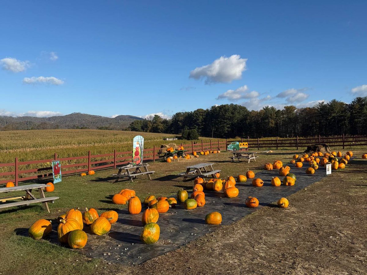 usebigkey's tweet image. Pick a pumpkin, and take home a piece of autumn. 🍁🎃