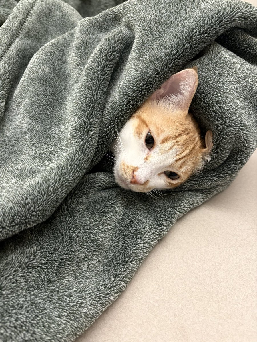 -
又到了床上會長出貓咪的季節了