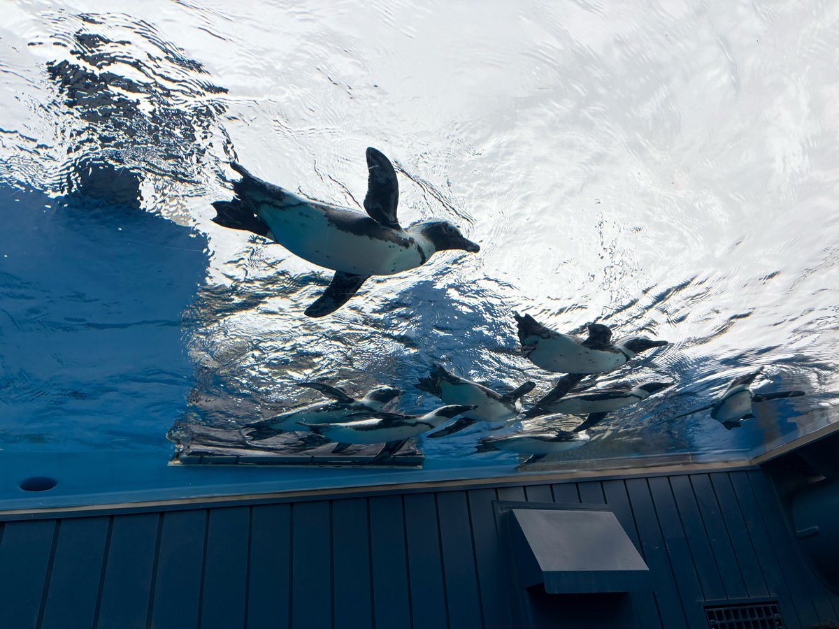 何年かぶりにサンシャイン水族館に行きましたが、ラッコとマンボウがいませんでした🥹
前回はラッコもマンボウもいたし、ペンギンも空を飛んで無かったような…