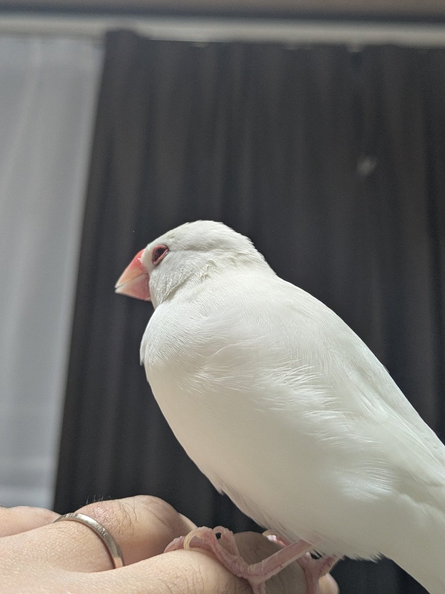 XL文鳥 (@XLBunchou) / Posts / X