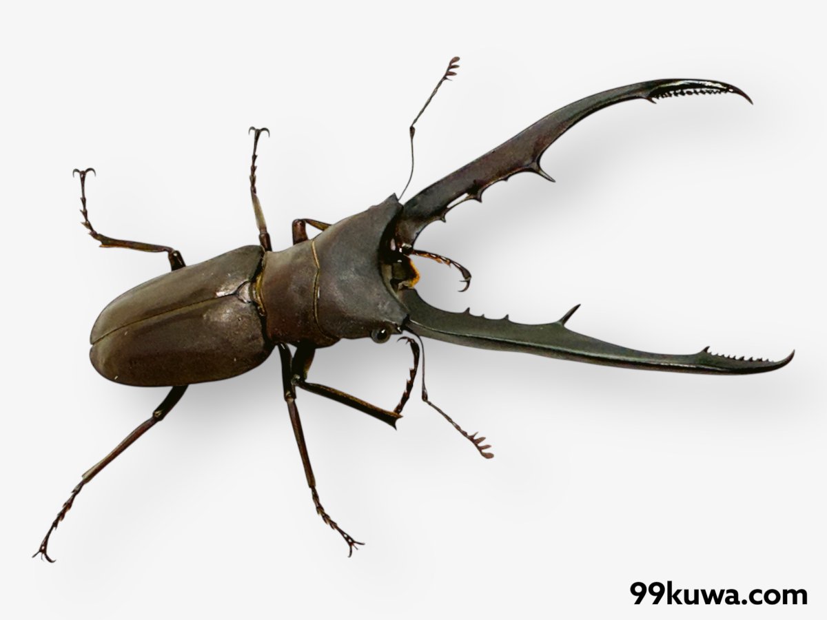 九十九里クワガタファーム (@99kuwa) / Posts / X