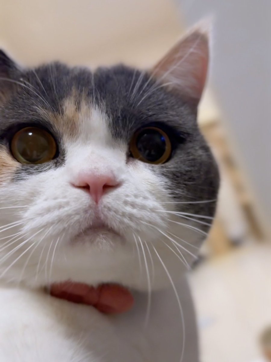 袋をカサッて言わせた瞬間、ヌッ…と猫が出てきました。おやつ警察です。