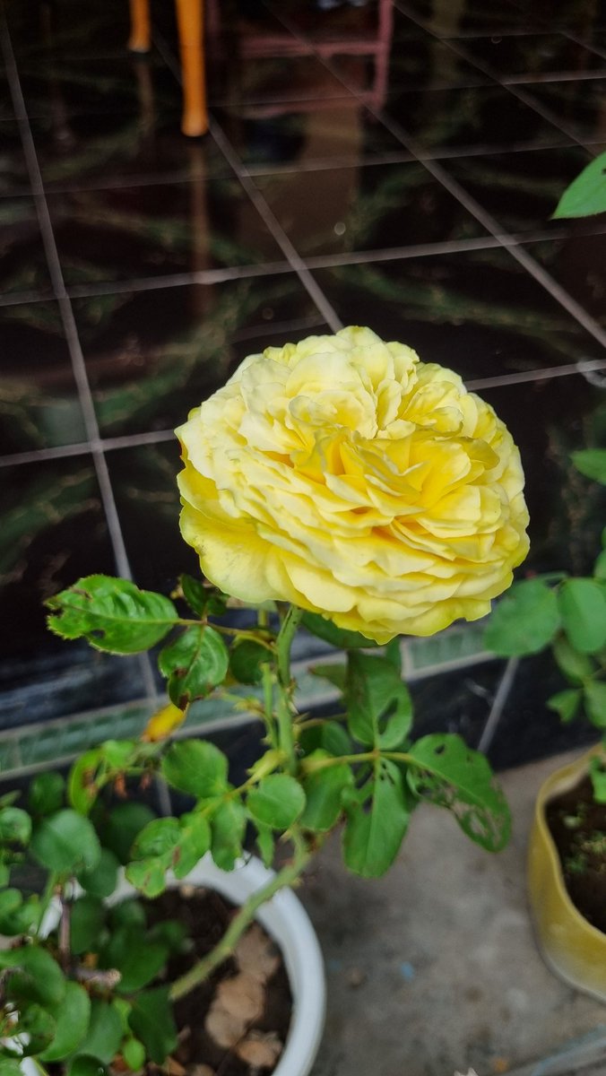 usemay's tweet image. Tadi sore kasih pupuk NPK grower buat mawar-mawar ini. Nanti dua minggu lagi gantian dipupuk NPK 16-16-16. Semoga daun dan bunganya tambah lebat.