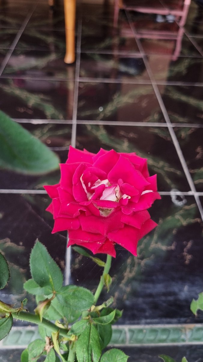 usemay's tweet image. Tadi sore kasih pupuk NPK grower buat mawar-mawar ini. Nanti dua minggu lagi gantian dipupuk NPK 16-16-16. Semoga daun dan bunganya tambah lebat.