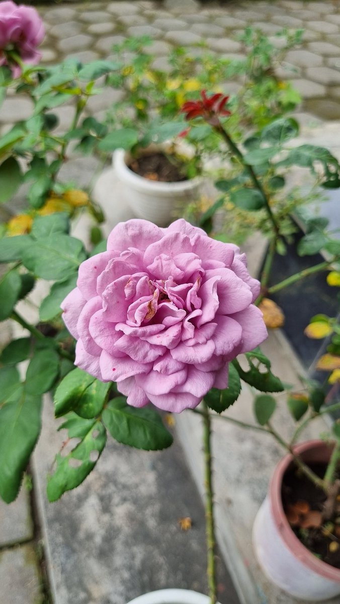 usemay's tweet image. Tadi sore kasih pupuk NPK grower buat mawar-mawar ini. Nanti dua minggu lagi gantian dipupuk NPK 16-16-16. Semoga daun dan bunganya tambah lebat.